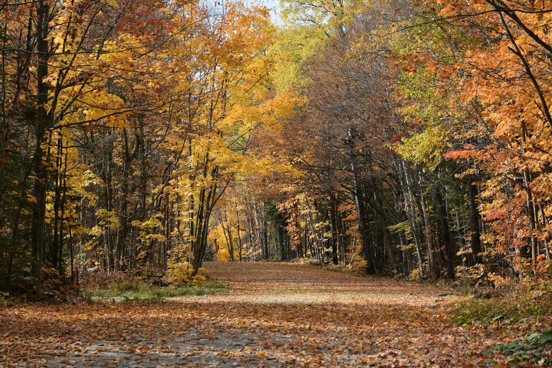 Les forêts franciliennes Michel Riottot