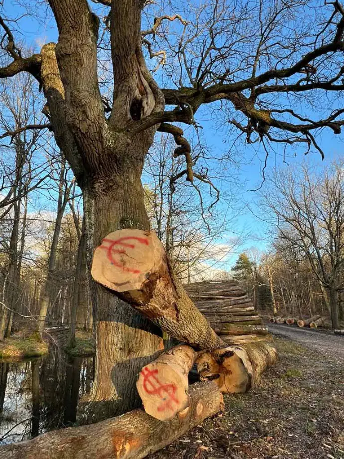 Forêt de Sénart