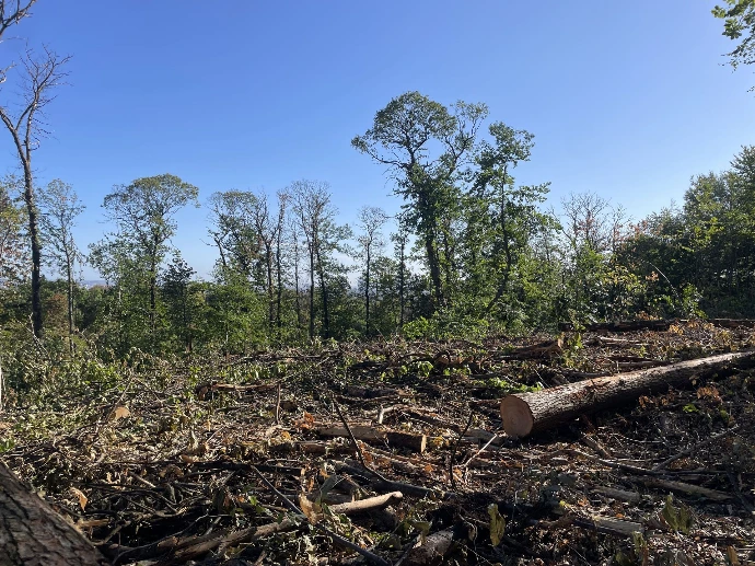 Coupe rase santiaire en forêt de la Malmaison